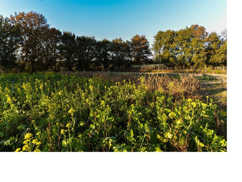Villa La Mola Di Campagnano Campagnano Di Roma Esterno foto